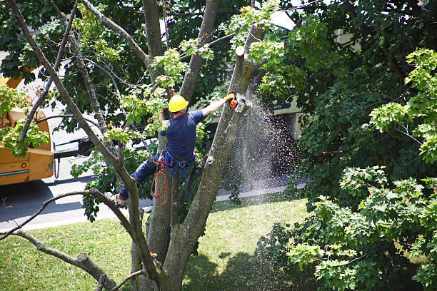  Green Level, NC Tree Services Pros